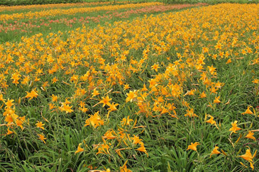 臺東7號於本場試驗田間盛開情形