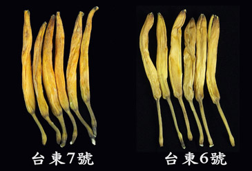 臺東7號無硫加工乾針可保存9個月以上，色澤依然艷麗，且食味優良