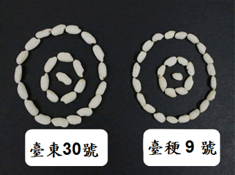 臺東30號白米膨發後又大又飽滿，為臺稉9號之1.4倍
