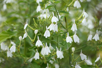 白鶴靈芝開花繁茂且其狀如白鶴展翅昂飛