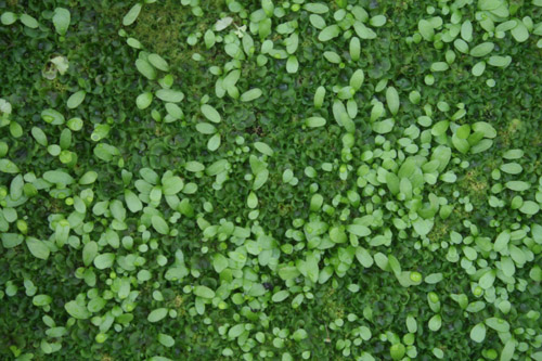 南洋山蘇花幼孢子體