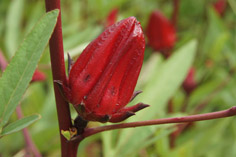 洛神葵臺東3號 洛神葵臺東3號