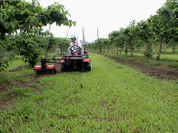 果園側移中耕除草機中耕作業