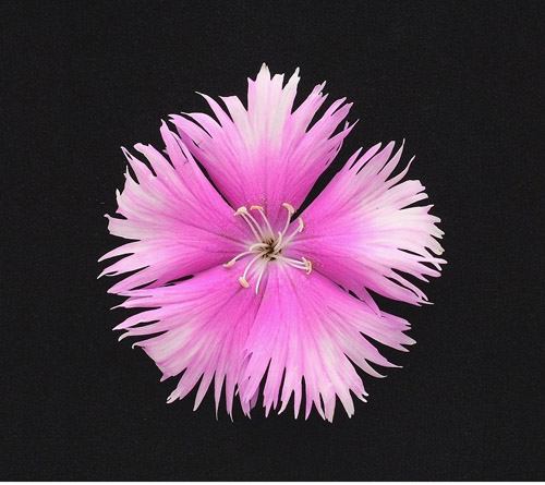 ‘石竹臺東1號香粉雲’的花朵外觀