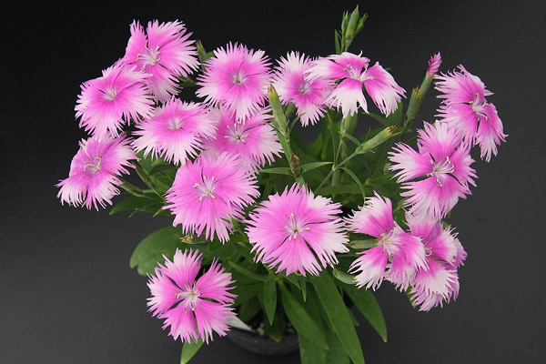 ‘石竹臺東1號香粉雲’ 盆花盛開