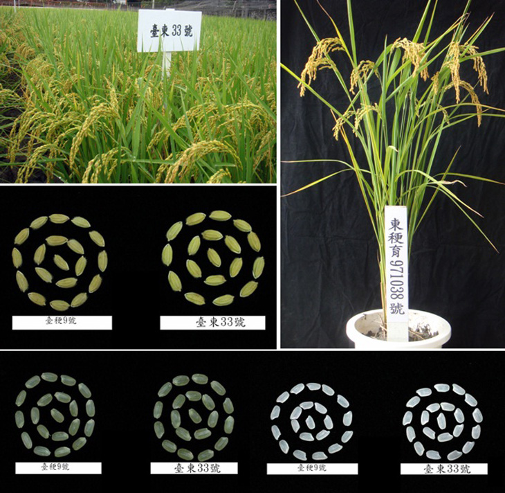 1.臺東33號的株型良好，不易倒伏，株高與臺稉9號相近。 2.臺東33號米粒外觀優良、透明度佳，與臺稉9號相當。 3.臺東33號在外觀、香味、口味、黏性、硬性及總評之表現均等同於臺稉9號。