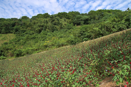洛神葵臺東1號、2號、3號良種繁殖田
