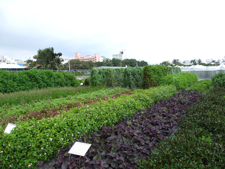 原生蔬菜種原栽培繁殖圃
