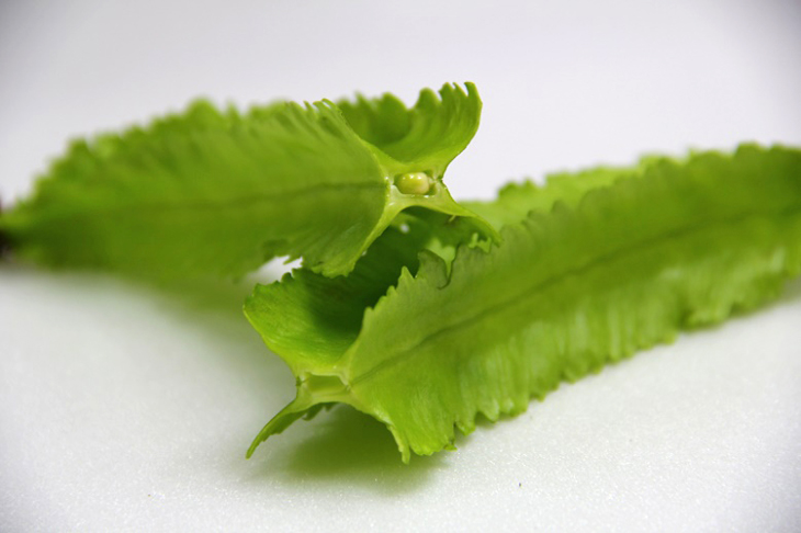 翼豆豆莢尚無明顯筋絲產生