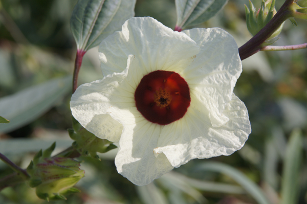 臺東4號─紅斑馬花朵 臺東4號─紅斑馬花朵