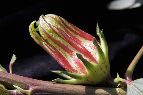 臺東4號─紅斑馬果實 臺東4號─紅斑馬果實