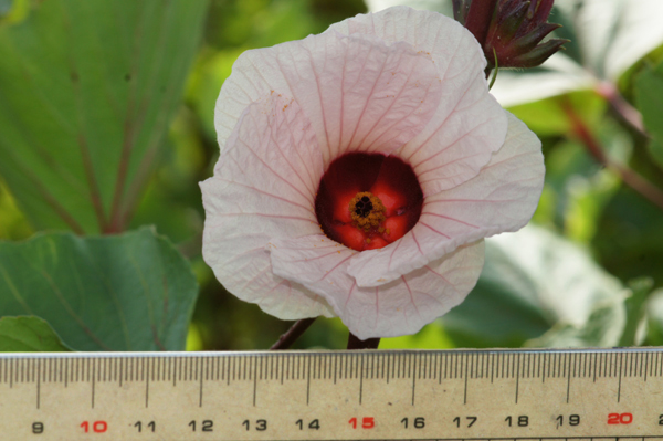 臺東5號─吉利花朵