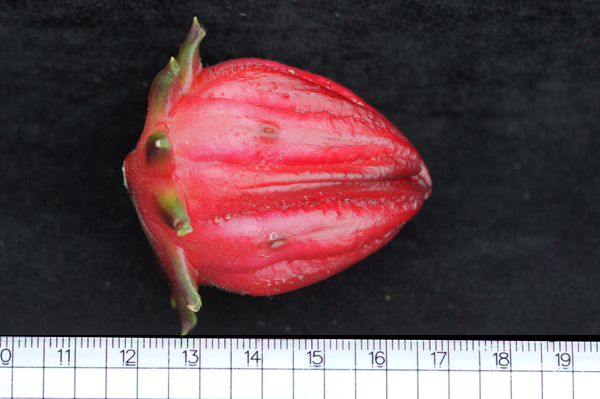 臺東5號─吉利果實