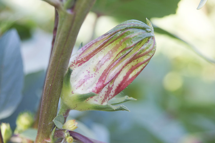 臺東4號─紅斑馬果萼