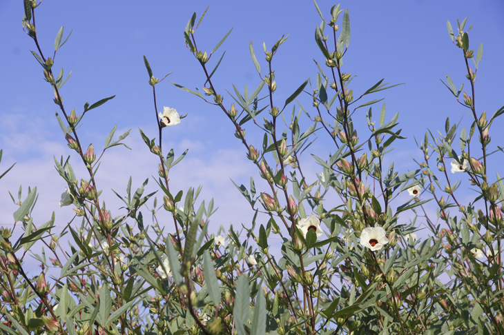 臺東4號─紅斑馬植株生長情形