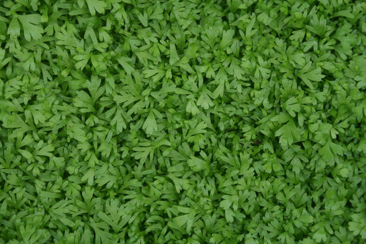 闊葉骨碎補幼孢子體