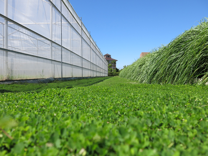 蠅翼草應用於田間農路