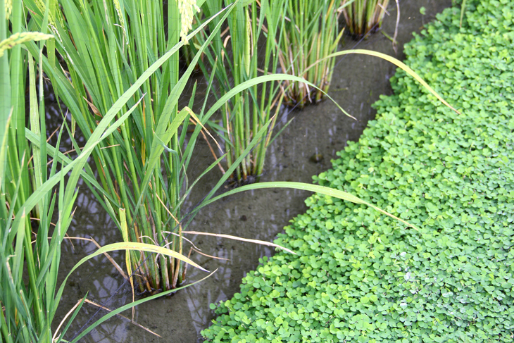 蠅翼草應用於水田田埂