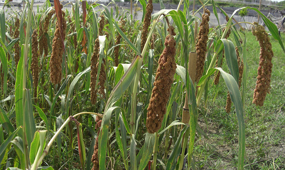 小米臺東8號植株結穗