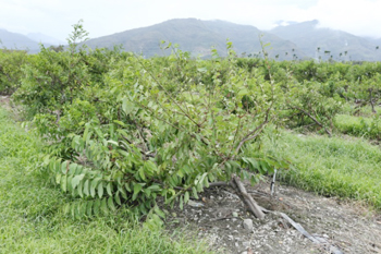 鳳梨釋迦植株倒伏