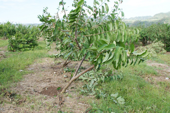 復建完成之植株