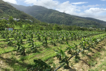 幼苗期蕉株傾斜及葉片破裂