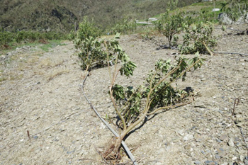枇杷植株倒伏