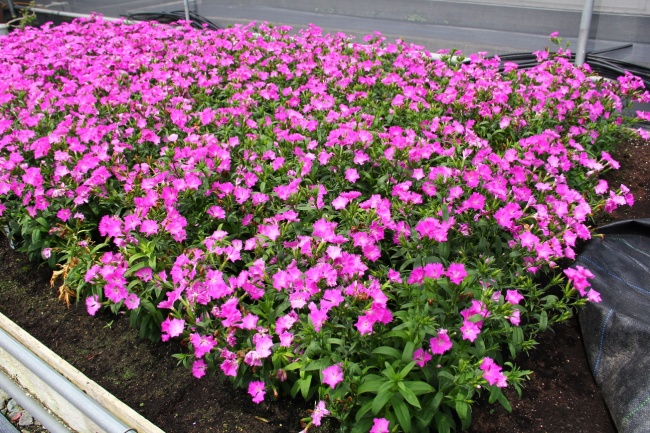 石竹臺東2號群植盛開