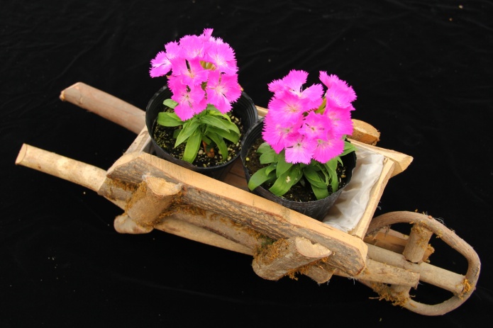 石竹臺東2號使用矮化劑後，呈現類似美國石竹之可愛外觀