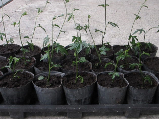 本技術可大幅縮短木虌果育苗所需時間