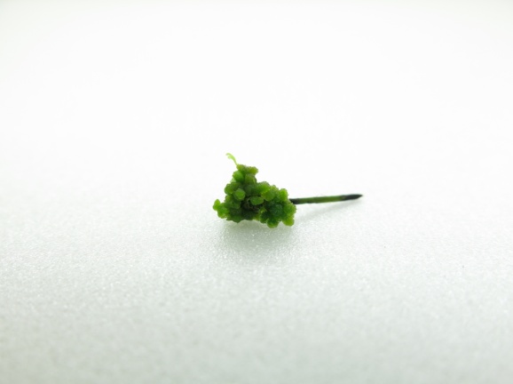 長葉腎蕨之綠球體