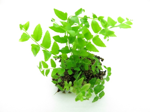 長葉腎蕨綠球體分化完整植株