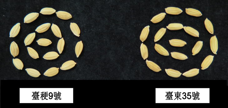 水稻臺東35號稻穀外觀