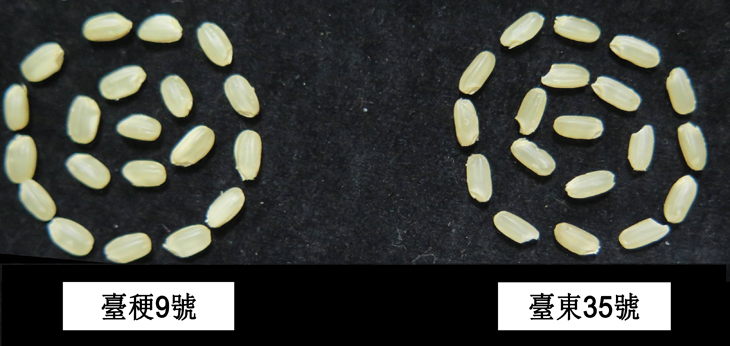 水稻臺東35號糙米外觀