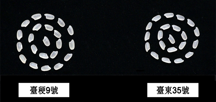 水稻臺東35號白米外觀