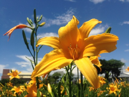長葉腎蕨綠球體分化植株於田間栽培2年，可為優良落地觀賞植物