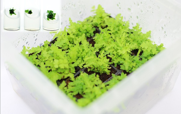 腎蕨臺東1號可透過綠球體技術量產種苗 腎蕨臺東1號可透過綠球體技術量產種苗