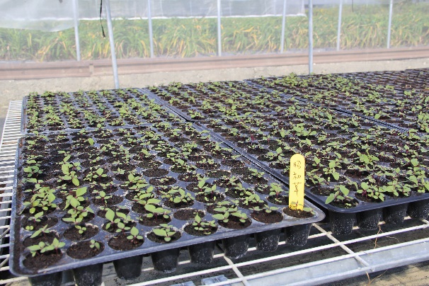 昭和草繁殖育苗