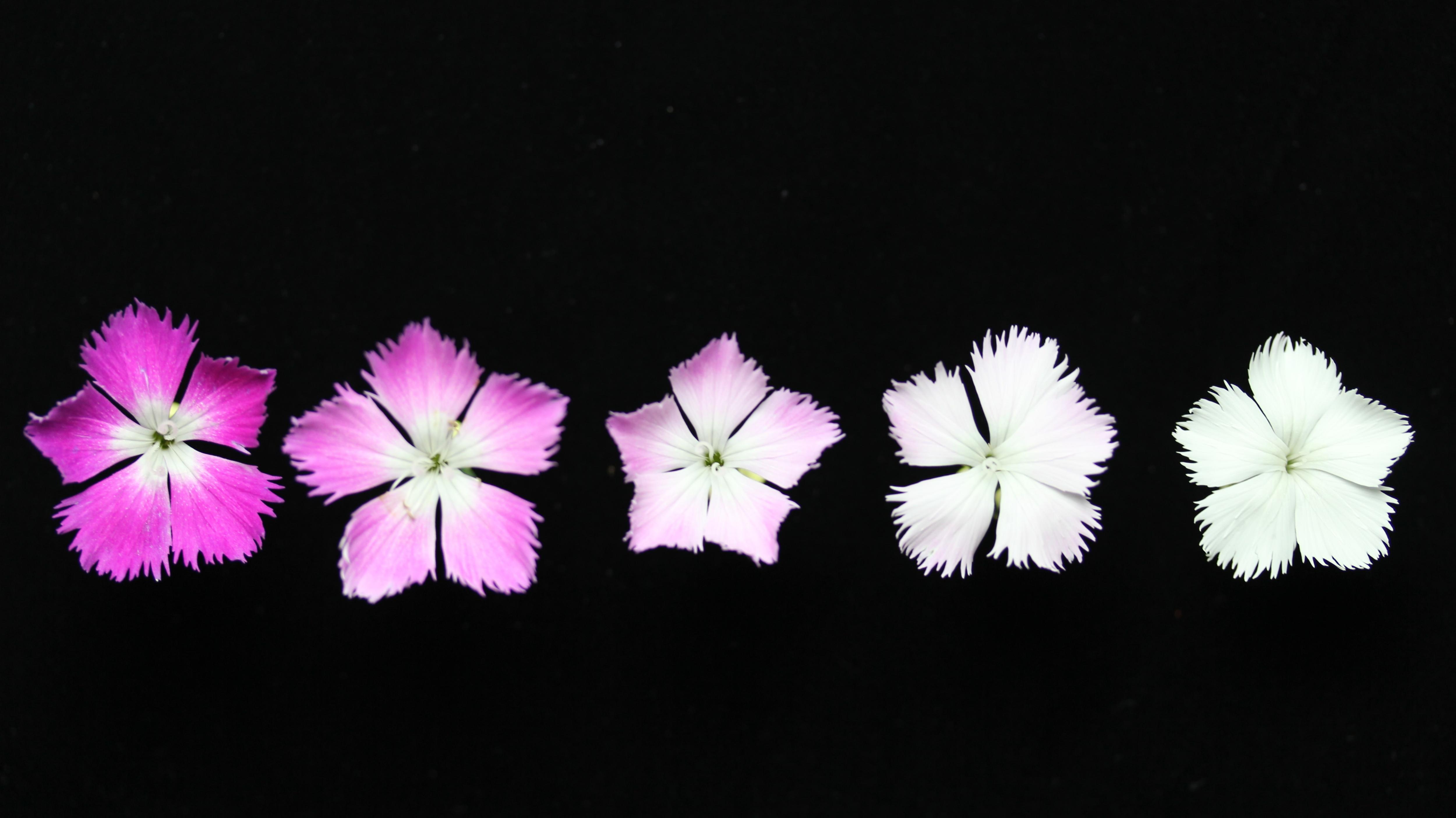 變色系特性，同一株具有不同深淺之花色