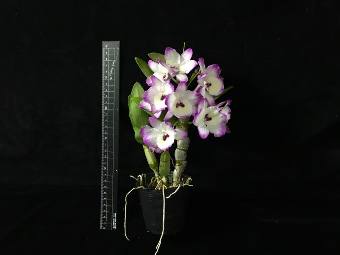 春石斛臺東香蓮