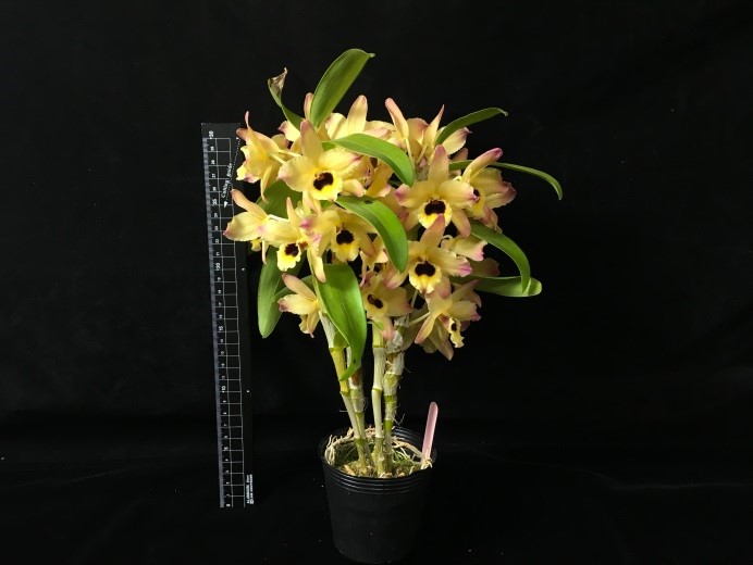 春石斛臺東黃金孔雀