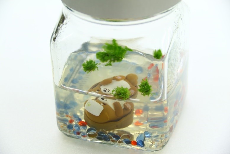 綠球體可為療癒系瓶中植物，適合室內觀賞