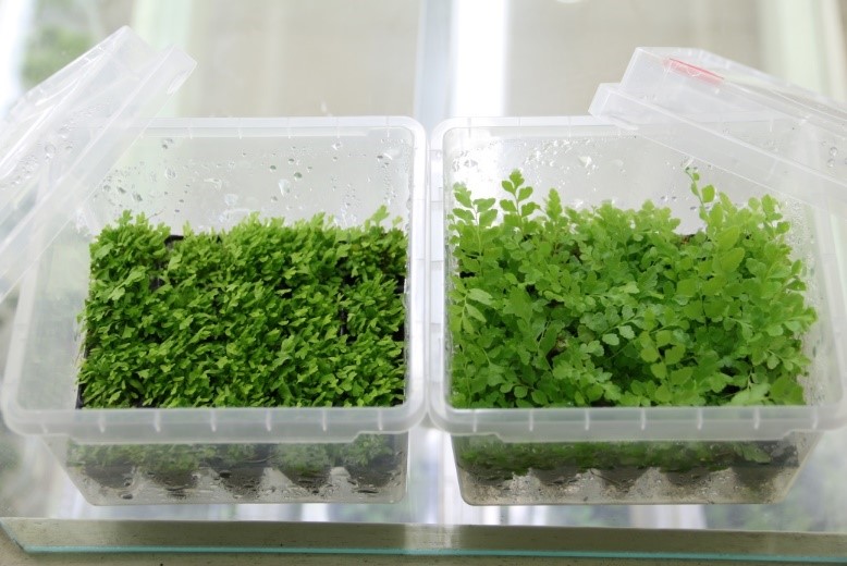 闊葉骨碎補(左)及長葉腎蕨(右)綠球體種苗