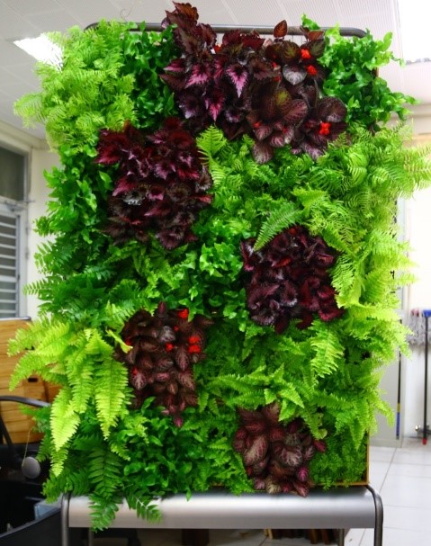 長葉腎蕨、闊葉骨碎補及海岸擬茀蕨為適合綠牆之素材