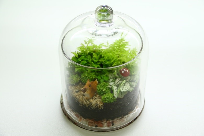 綠球體分化之小苗適合作為微造景生態瓶觀 