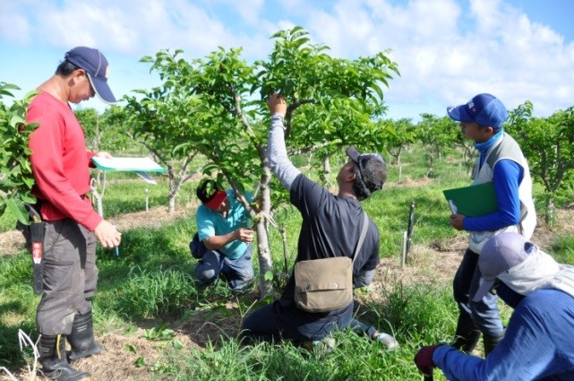 學員學習番荔枝修剪技術訓練情形 學員學習番荔枝修剪技術訓練情形
