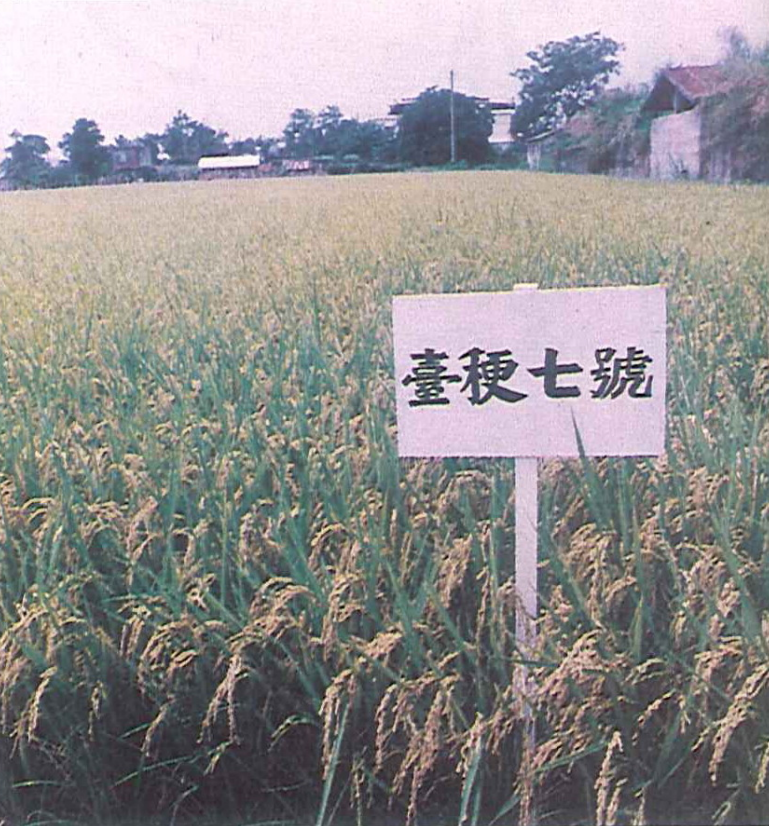 稉稻