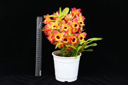 春石斛臺東婚禮