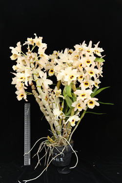 春石斛臺東浪漫