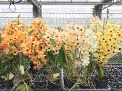 春石斛臺東浪漫(左二)到花後會逐漸轉色為獨特粉紅色